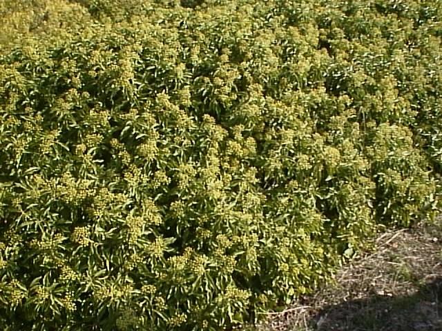 Retiendasbonesval8.jpg (109452 bytes)